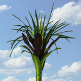 Arrangement Green Dracane 7 Bouquets
